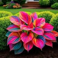 Hosta Flower seeds